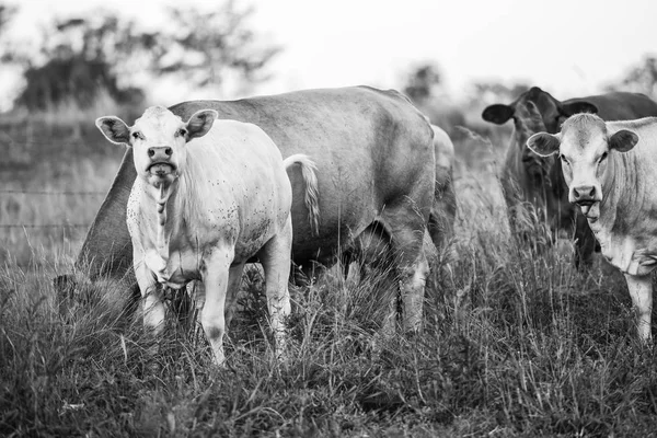 Vacas do país em Queensland — Fotografia de Stock