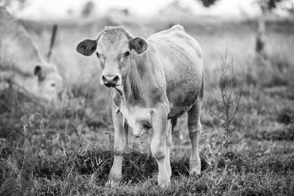 Vacas do país em Queensland — Fotografia de Stock