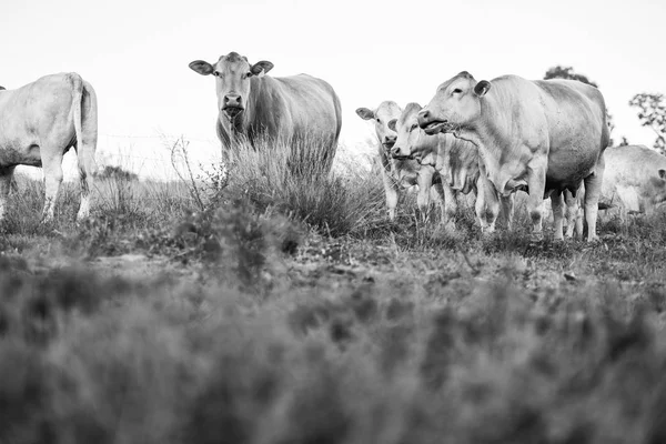 Ülke inekler Queensland — Stok fotoğraf