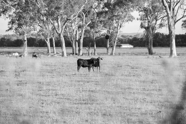 Кантри-коровы Квинсленда — стоковое фото