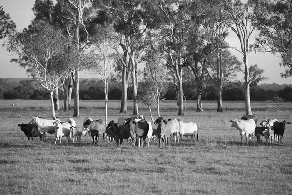 Vacas de campo en Queensland —  Fotos de Stock