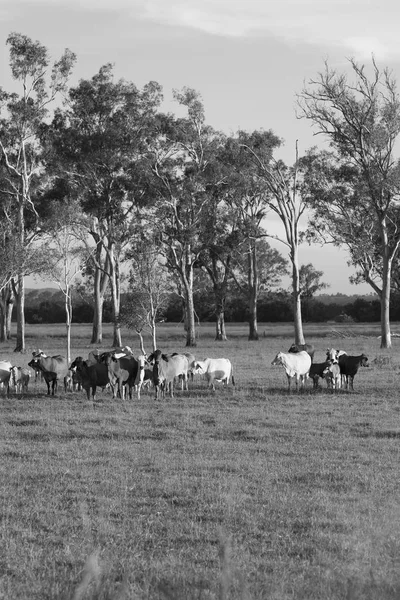 Vacas do país em Queensland — Fotografia de Stock