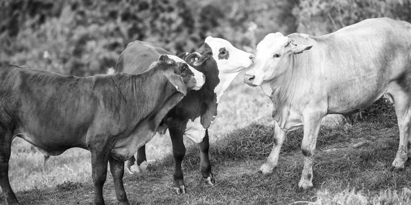 Vacas do país em Queensland — Fotografia de Stock