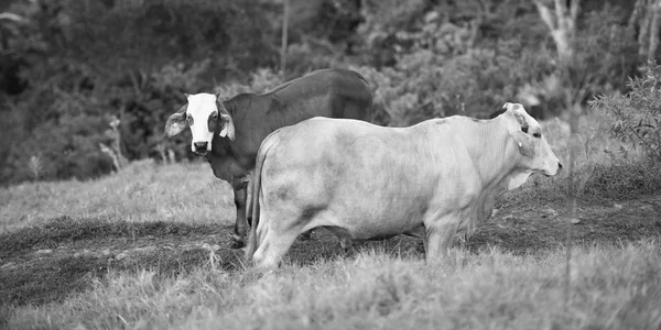 Vacas de campo en Queensland —  Fotos de Stock