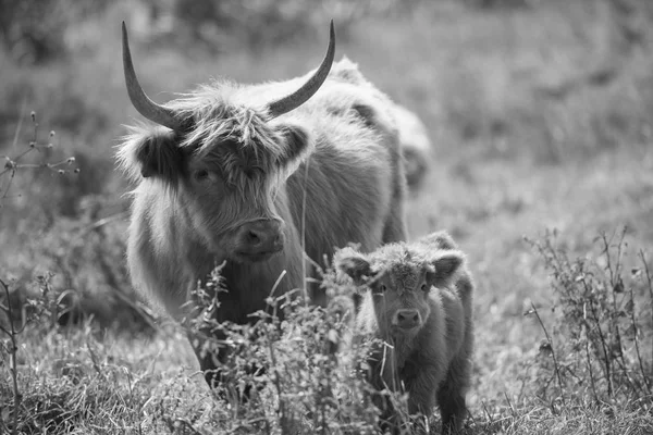 Vacas de campo en Queensland —  Fotos de Stock