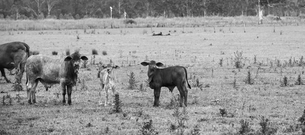 Mucche di campagna nel Queensland — Foto Stock