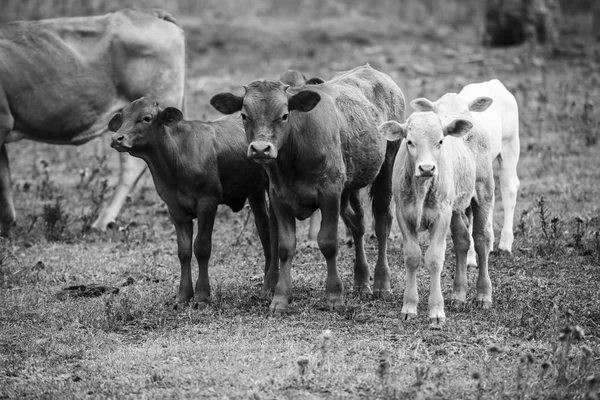 Vacas de campo en Queensland —  Fotos de Stock