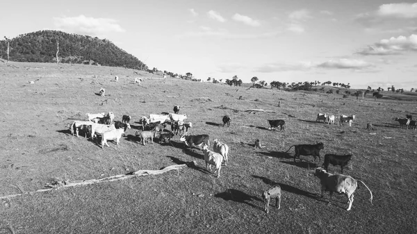 Заміські корови на фермі — стокове фото