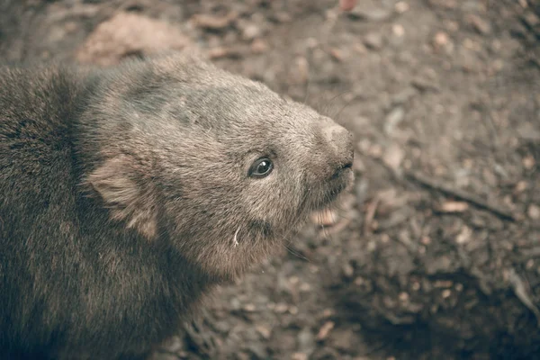 Rozkošný velké wombat během dne hledá trávy k jídlu — Stock fotografie