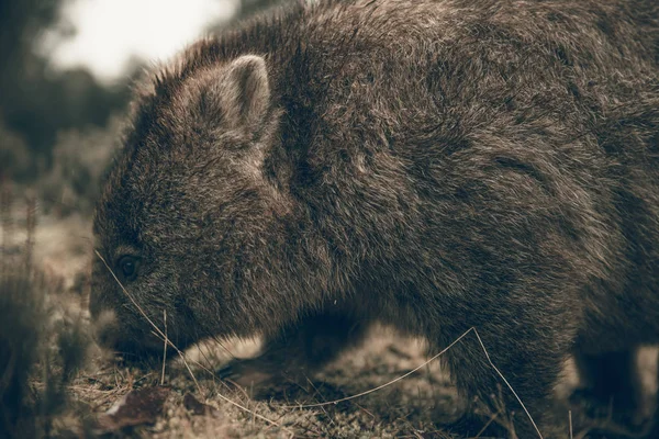 Adorabile grande wombat durante il giorno in cerca di erba da mangiare — Foto Stock
