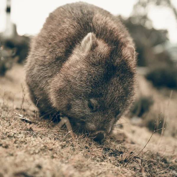 Schattig grote wombat gedurende de dag op zoek naar gras te eten — Stockfoto