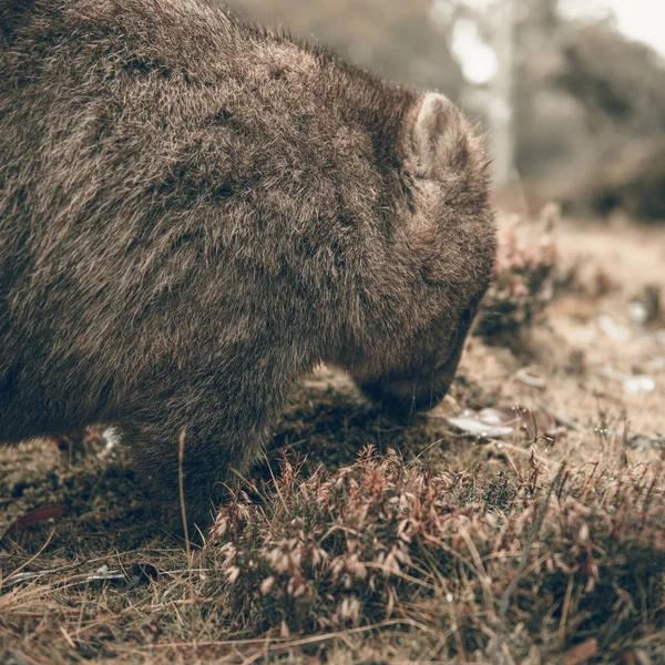 Rozkošný velké wombat během dne hledá trávy k jídlu — Stock fotografie