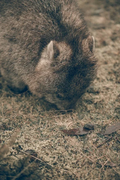 Urocza duża wombat dnia szuka trawy do jedzenia — Zdjęcie stockowe
