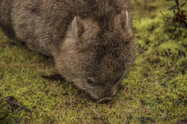 Adorável grande wombat durante o dia à procura de grama para comer — Fotografia de Stock