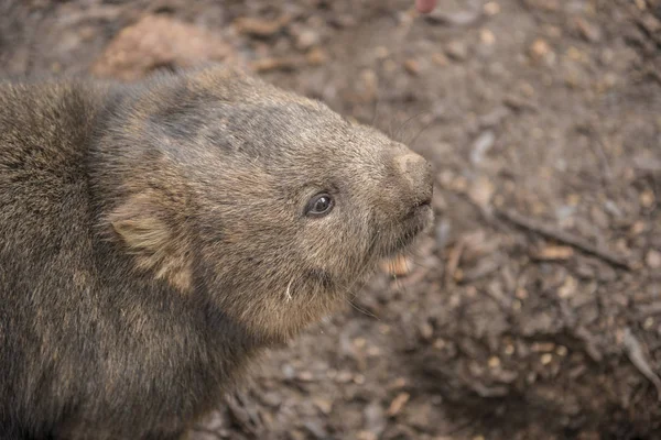 Schattig grote wombat gedurende de dag op zoek naar gras te eten — Stockfoto