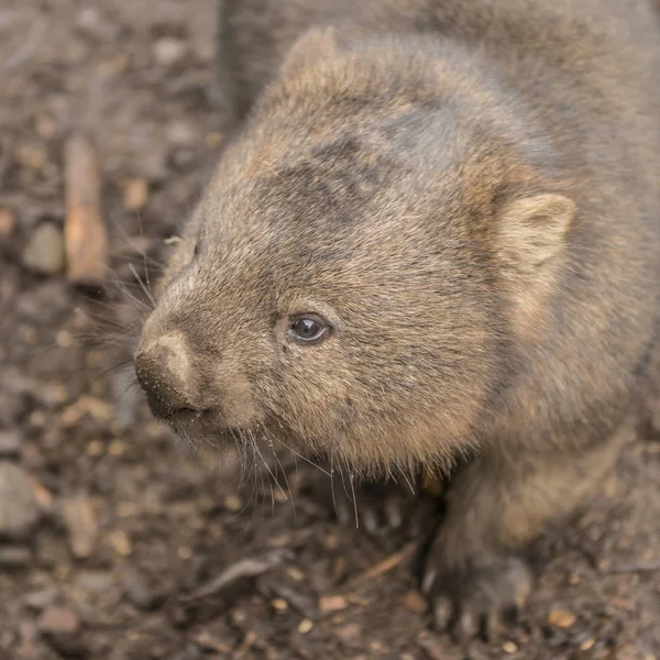 Adorable wombat grande durante el día en busca de hierba para comer — Foto de Stock
