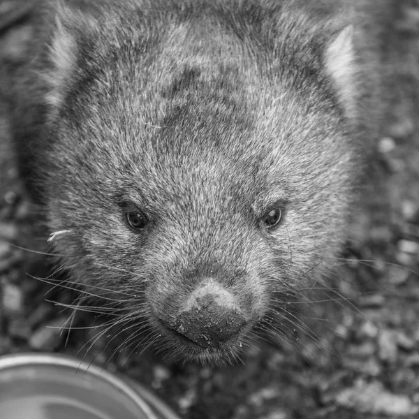 Adorable wombat grande durante el día en busca de hierba para comer — Foto de Stock