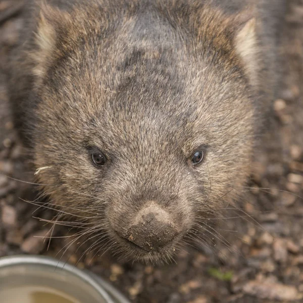 Adorable wombat grande durante el día en busca de hierba para comer — Foto de Stock
