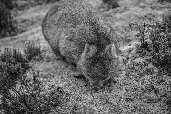 Rozkošný velké wombat během dne hledá trávy k jídlu — Stock fotografie