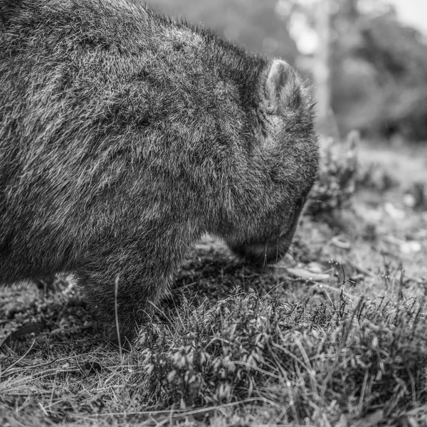 Urocza duża wombat dnia szuka trawy do jedzenia — Zdjęcie stockowe