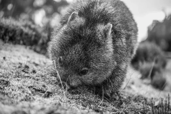 Rozkošný velké wombat během dne hledá trávy k jídlu — Stock fotografie