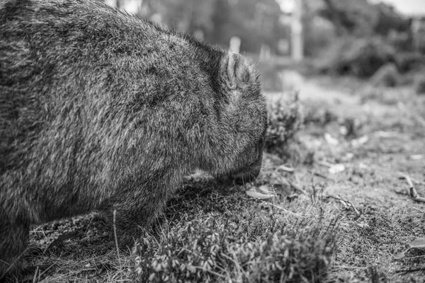 Adorable grand wombat pendant la journée à la recherche d'herbe à manger — Photo