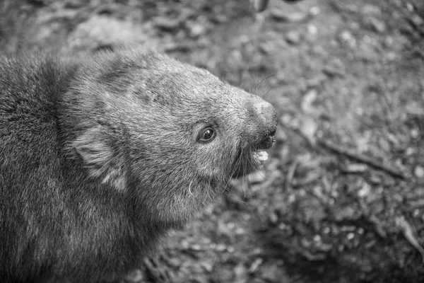 Urocza duża wombat dnia szuka trawy do jedzenia — Zdjęcie stockowe