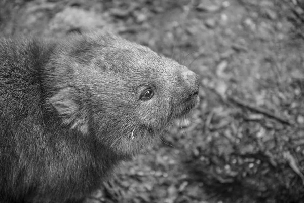 Adorável grande wombat durante o dia à procura de grama para comer — Fotografia de Stock