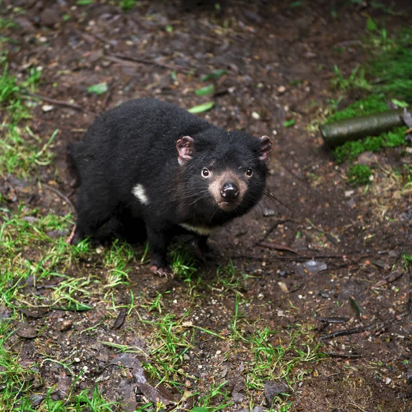 Diablo de Tasmania encontrado durante el día en Tasmania . — Foto de Stock