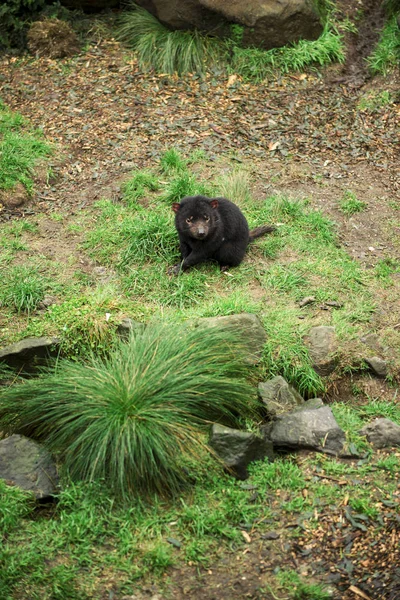 Tasmanischer Teufel tagsüber in Tasmanien gefunden. — Stockfoto