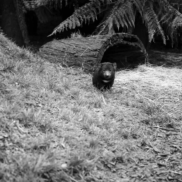 Diabo da Tasmânia encontrado durante o dia na Tasmânia . — Fotografia de Stock