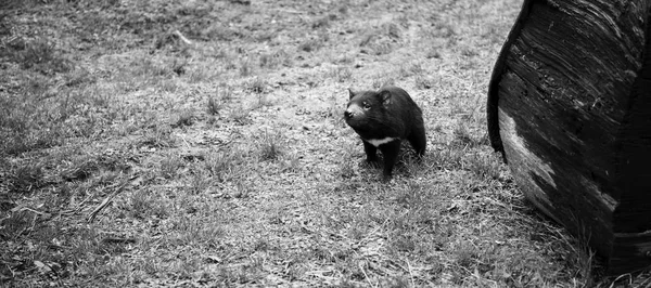 Diabo da Tasmânia encontrado durante o dia na Tasmânia . — Fotografia de Stock