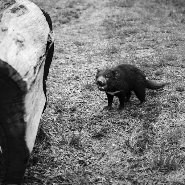 Diabo da Tasmânia encontrado durante o dia na Tasmânia . — Fotografia de Stock