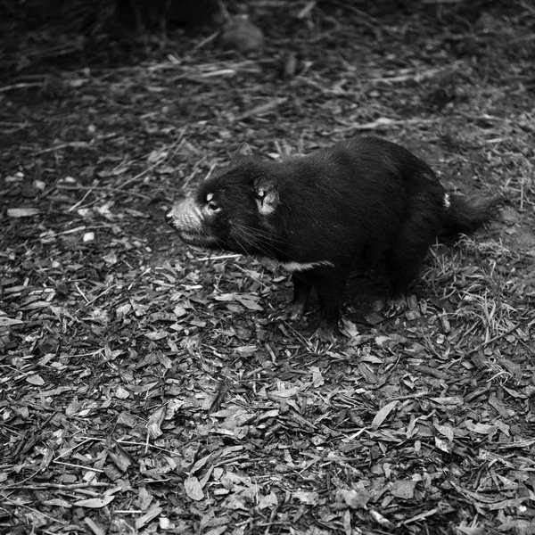 Diabo da Tasmânia encontrado durante o dia na Tasmânia . — Fotografia de Stock