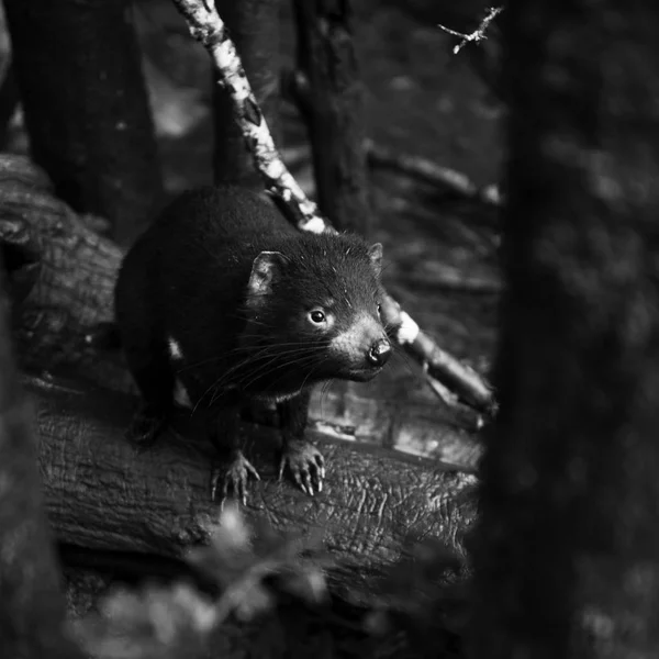 Tasmaanse duivel gevonden tijdens de dag in Tasmanië. — Stockfoto