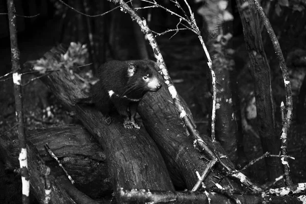 Diabo da Tasmânia encontrado durante o dia na Tasmânia . — Fotografia de Stock