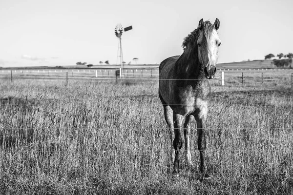 Caballo en el paddock — Foto de Stock