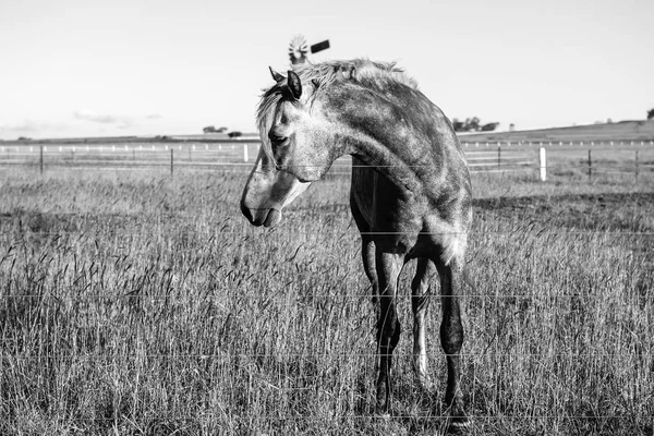 Cavalo no paddock — Fotografia de Stock