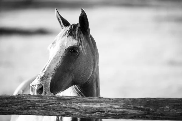 Horse in the paddock