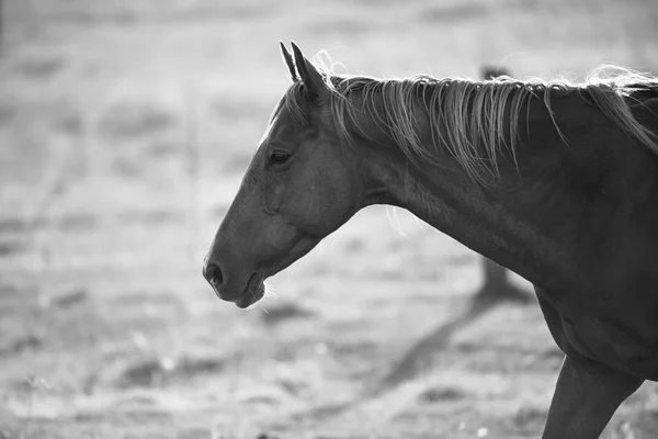 Caballo en el paddock — Foto de Stock