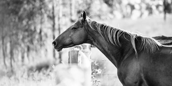 Paard in de paddock — Stockfoto