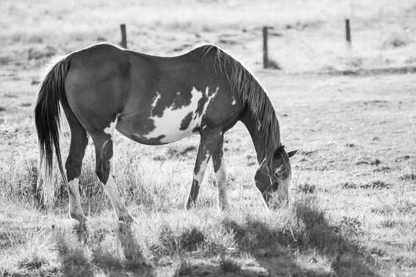 Cavalo no paddock — Fotografia de Stock