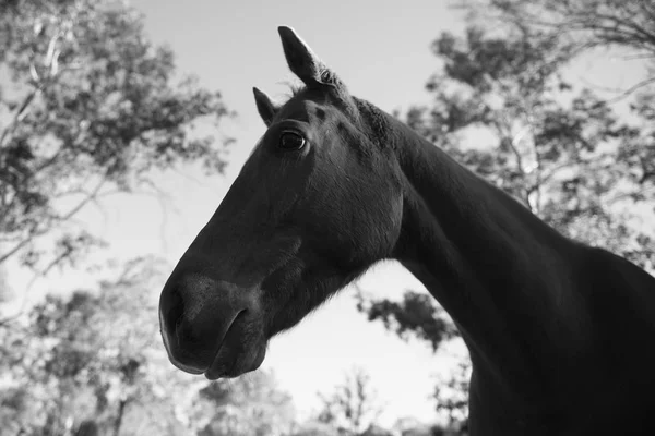 Horse in the paddock — Stock Photo, Image