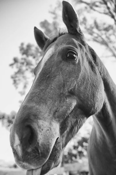Pferd auf der Koppel — Stockfoto