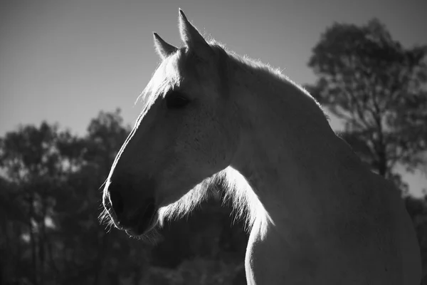 Horse in the paddock — Stock Photo, Image