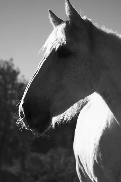 Horse in the paddock — Stock Photo, Image