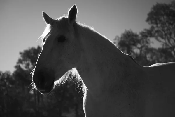 Paard in de paddock — Stockfoto