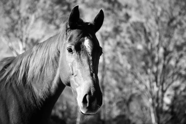 Caballo en el paddock — Foto de Stock