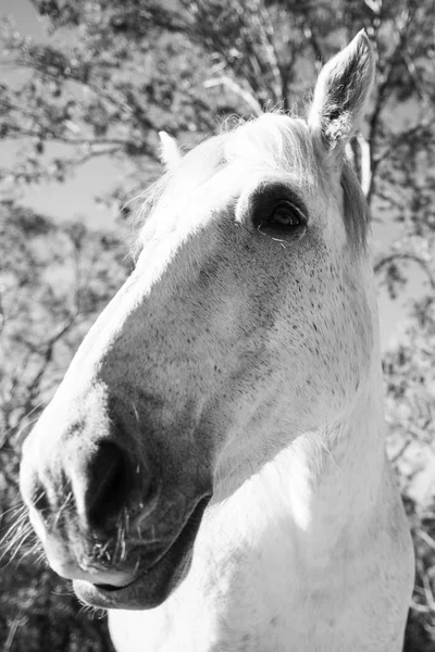 Cavalo no paddock — Fotografia de Stock