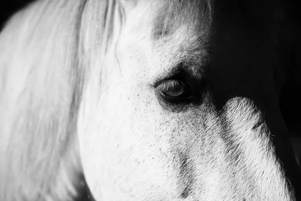 Horse in the paddock — Stock Photo, Image